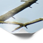 16x20 Satin photo d'aigle (Coin)