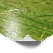 16x20 Satin photo de coyote (Coin)