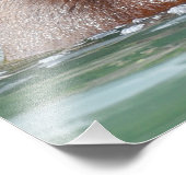 16x20 Satin photo de grizzli (Coin)