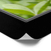 16x20 Texas Blubonnet Flower Poster (Hoek)