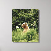 16x20 Toile enveloppée (Gloss) avec ours grizzli (Recto)