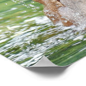 16x20 Value-Poster papier (steen) met grizzly beer Poster (Hoek)