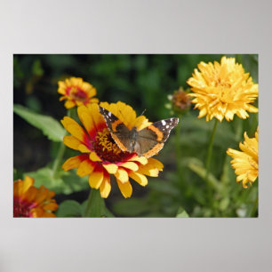 16x24 Indische mandenbloem en vlinder Poster