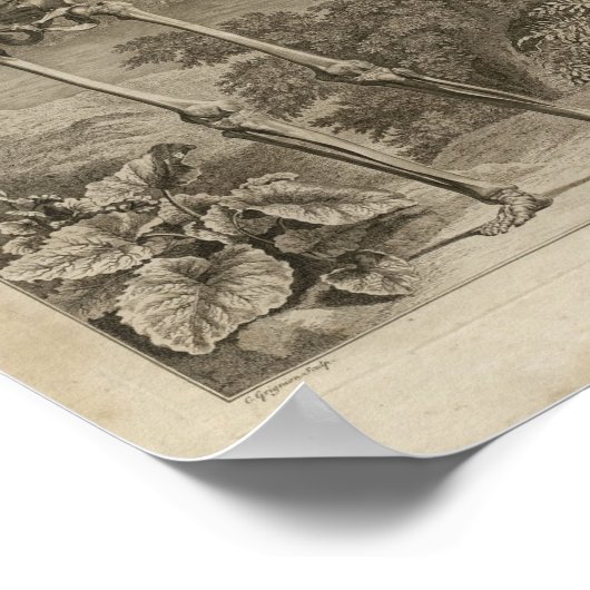  1749 Skeletanatomie Afdrukken Poster (Hoek)