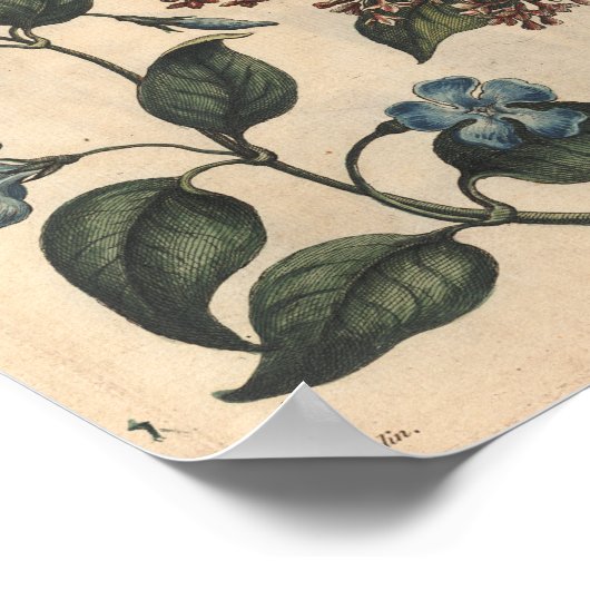 1757 Botanische Flower Art-afdrukken Periwinkle Poster (Hoek)