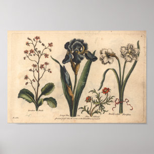 1757 Botanische Flower Art — Blauwe Iris afdrukk Poster