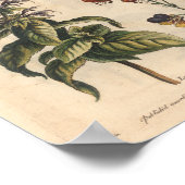 1757 Botanische ventilatorprintanjer Poster (Hoek)