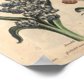 1757 Botanische ventilatorprinttulp Poster (Hoek)