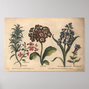 1757 Kunstrozemarijn met botanische ventilator Poster