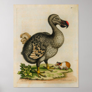 1760 Dodo Bird  Illustration Print