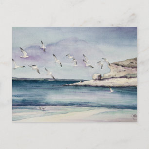 1774 Seagulls op het Briefkaart van Sandy Beach