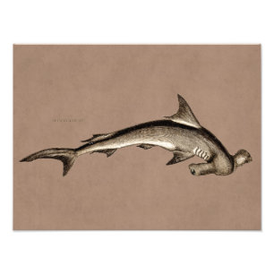  1800 Hammerhead Shark Old Hammer Head Foto Afdruk
