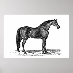  1800-serie-illustratie van Arabisch paard - paard Poster