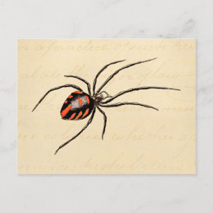 1800s Black Red Spider Sjabloon Spiders Briefkaart