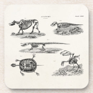 1800s Dierlijke skeletten Antiek anatomie Bier Onderzetter
