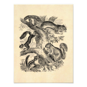  1800s Eekhoorn Illustratie - Eekhoorn Foto Afdruk
