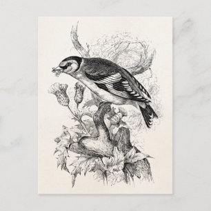 1800s Goldfinch Bird Illustration - Birds Briefkaart