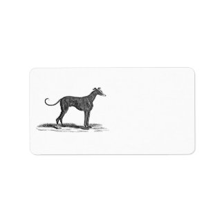  1800s Greyhound Dog Illustration - Honden Etiket