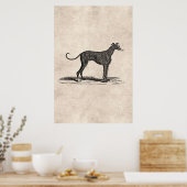 1800s Greyhound Dog Illustration - Honden Poster (Keuken)