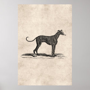  1800s Greyhound Dog Illustration - Honden Poster