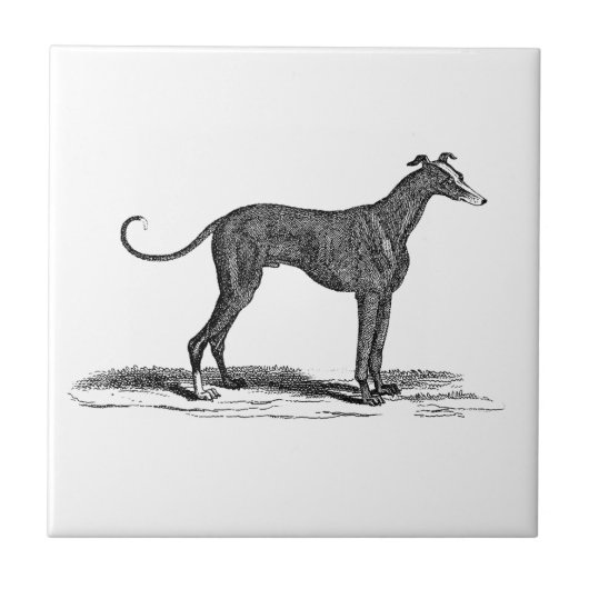  1800s Greyhound Dog Illustration - Honden Tegeltje (Voorkant)