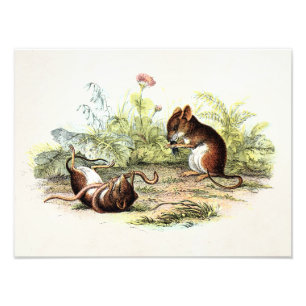  1800s Harvest Mouse Illustration Mice Foto Afdruk