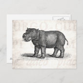  1800s Hippopotamus Illustration - Hippos Briefkaart (Voorkant / Achterkant)