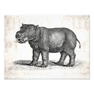  1800s Hippopotamus Illustration - Hippos Foto Afdruk
