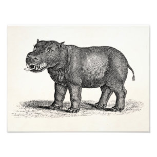  1800s Hippopotamus Illustration - Hippos Foto Afdruk