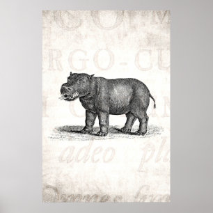  1800s Hippopotamus Illustration - Hippos Poster