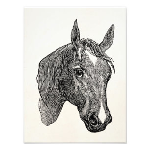  1800s Horse Head Illustration Retro Horses Foto Afdruk
