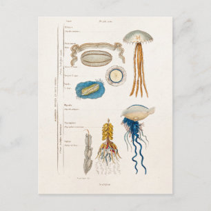  1800s Illustratie kwallen - Jelly Fish Briefkaart