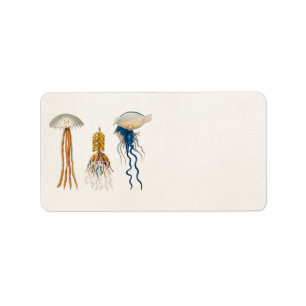 1800s Illustratie kwallen - Jelly Fish Etiket