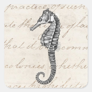  1800s Illustratie van het Hawaiiaanse Zee Paarden Vierkante Sticker