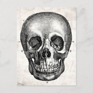 1800s Kull Retro Anatomical Old Drawing Briefkaart
