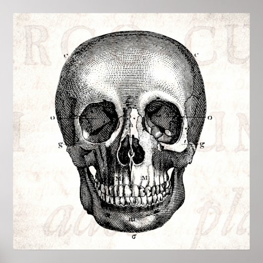 1800s Kull Retro Anatomical Old Drawing Poster (Voorkant)