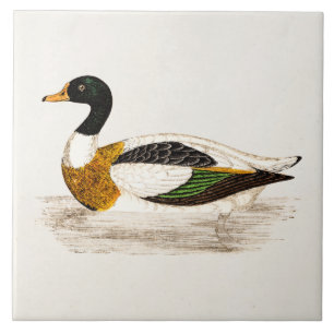  1800s Old Drake Duck Illustration - Ducks Tegeltje
