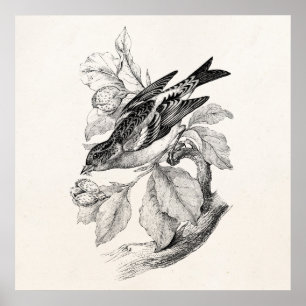  1800s Old Mountain Finch Bird Illustration Poster