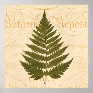 1800s Olive Green Fern Leaf Illustration Poster