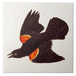  1800s Red Winged Black Bird Illustration Tegeltje