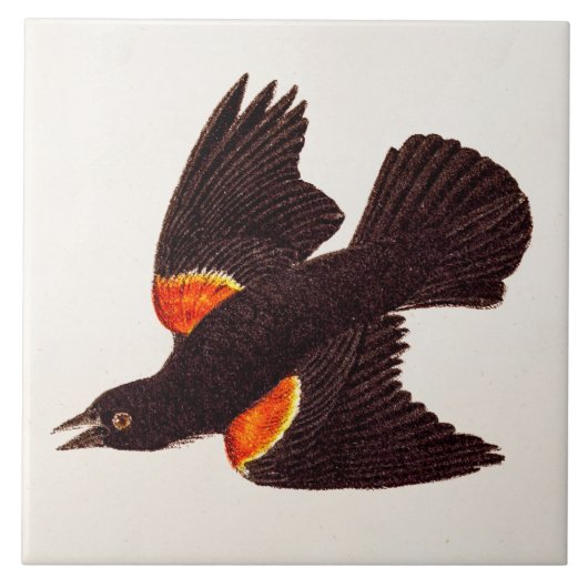 1800s Red Winged Black Bird Illustration Tegeltje (Voorkant)