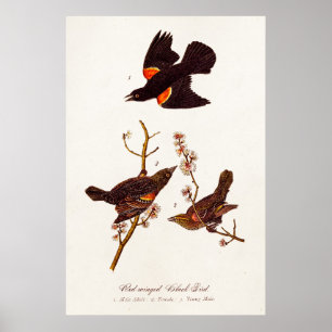  1800s Red Winged Black Birds Illustration Poster