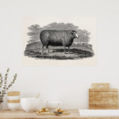  1800s Schapenooi Illustration Retro Wool Poster (Keuken)