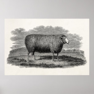  1800s Schapenooi Illustration Retro Wool Poster