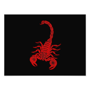  1800s Scorpion Illustration Red Scorpions Foto Afdruk
