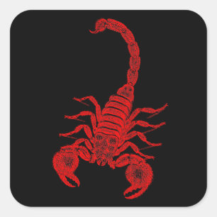 1800s Scorpion Illustration Red Scorpions Vierkante Sticker