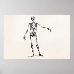  1800s Skelet Retro Anatomy Skeletons Poster