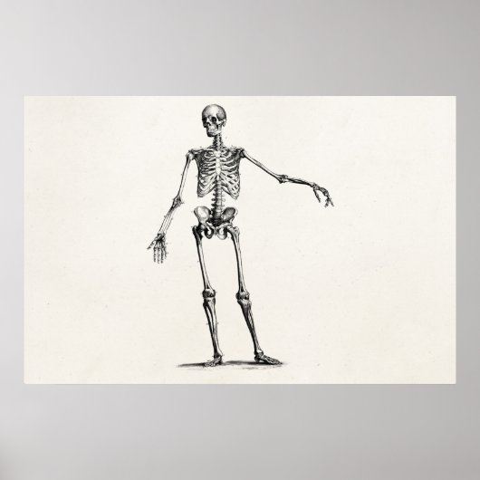 1800s Skelet Retro Anatomy Skeletons Poster (Voorkant)