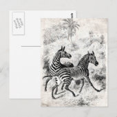  1800s Zebras Retro Old Zebras Illustration Briefkaart (Voorkant / Achterkant)