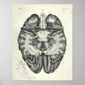 1805 Anatomical Brain Cranial Nerves Print (Voorkant)